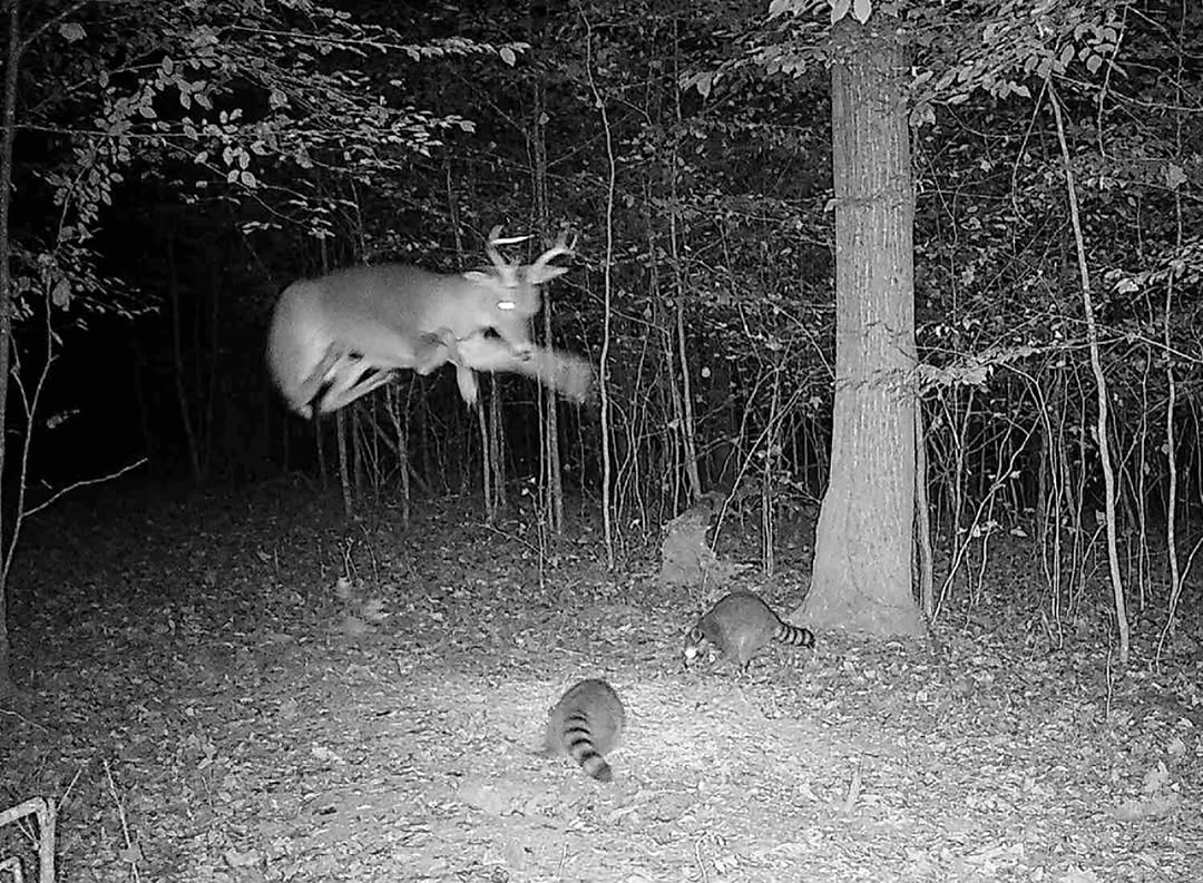How to Master Your Wildlife Camera Setup for Incredible Footage