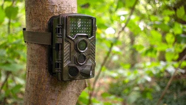 How Do Wildlife Cameras Work? Your Complete Guide to Their Inner Workings